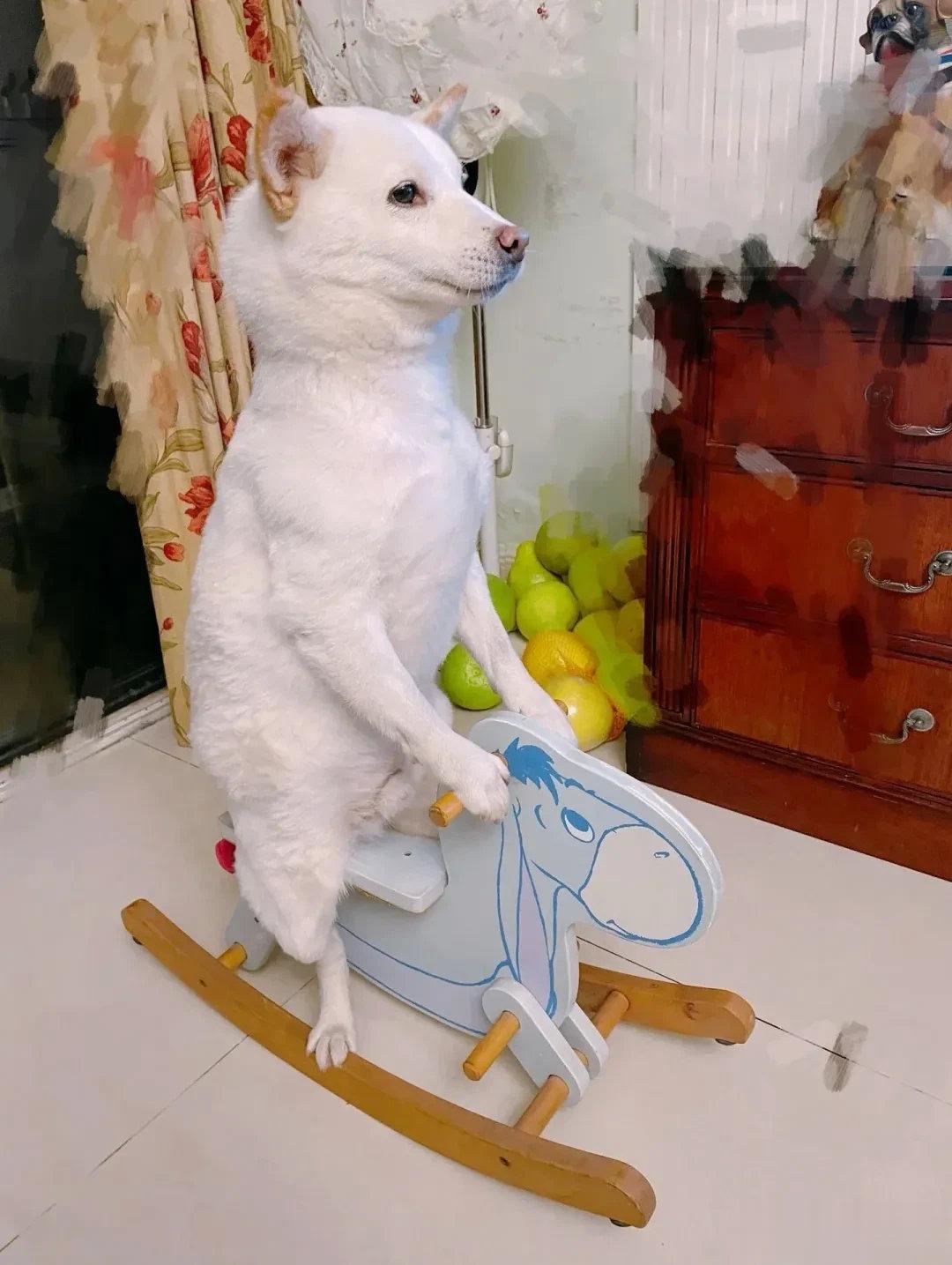 会骑木马的不一定是王子，也可能是狗...[狗头]