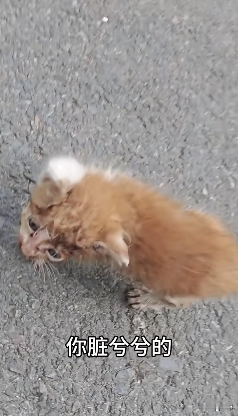 泪目了！这天一位小姐姐去散步，当她走到一条小路上的时候，听到有小猫甜甜地叫声，而