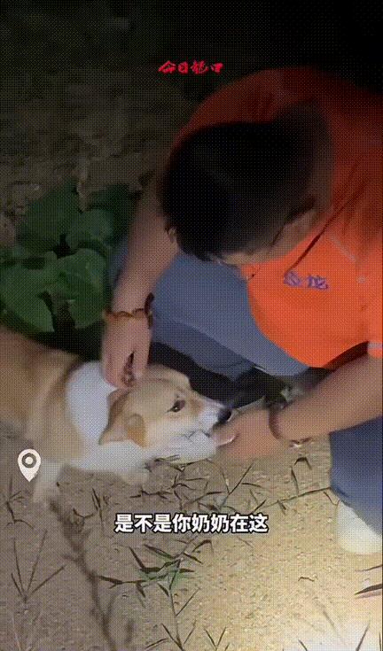 这个柯基火了！山东龙口，八旬老人走丢了，家里人苦苦寻找未果，求助的救援队也找了好