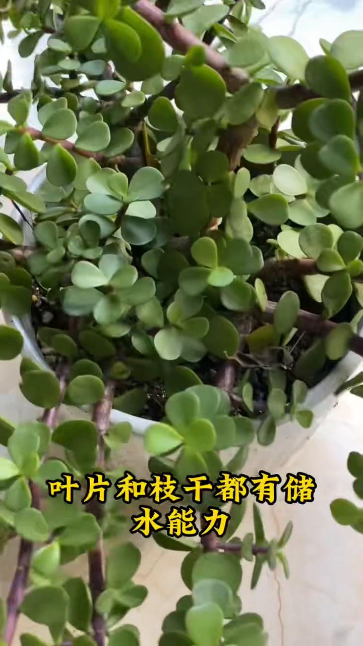 金枝玉叶有这几怕，养护一定要避开。·第一怕怕积水，积水必烂根。因为它本身是不吸