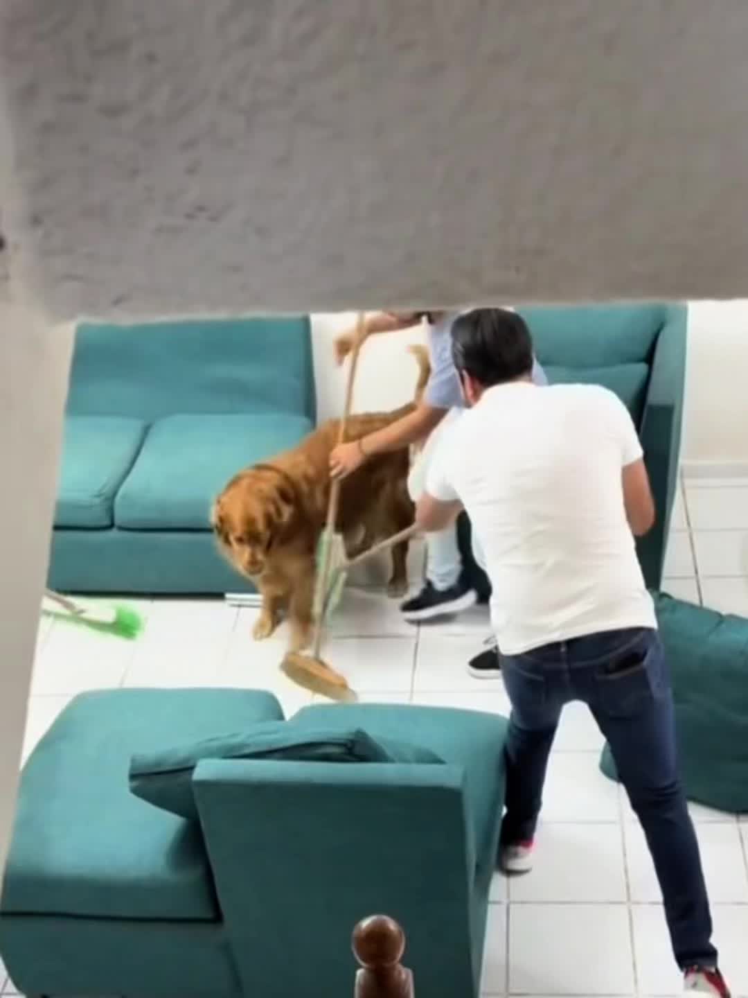 狗狗也很无奈