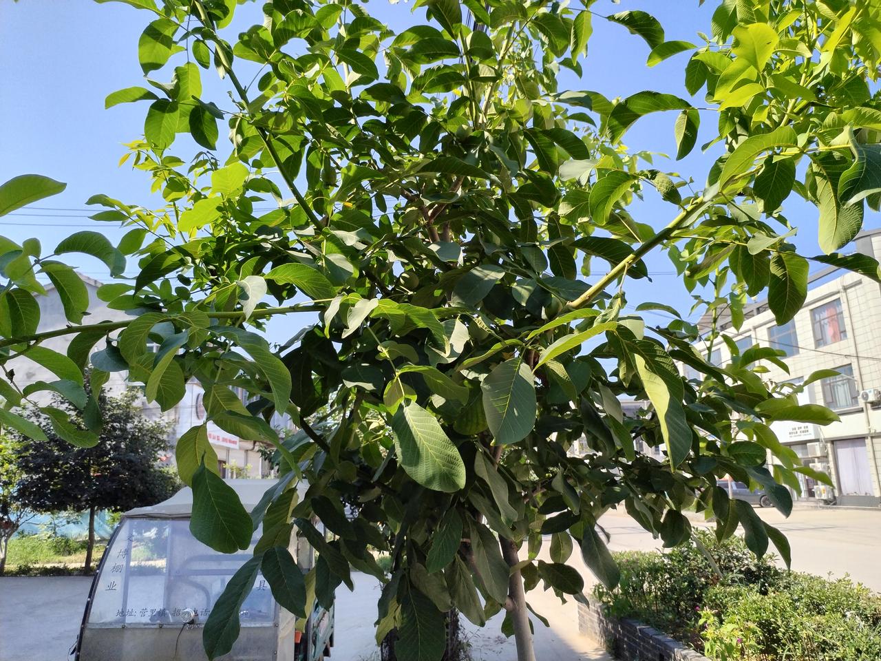 中等生为什么学习那么难？他们也很想学好，家长觉得他们有一定天赋，却最终还是中等生