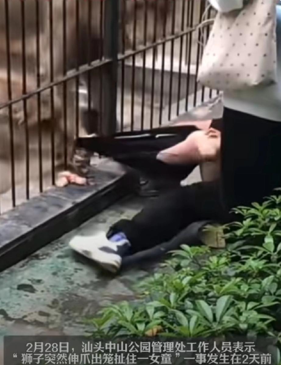 2月26日，广东汕头。女孩跟家长游玩中山公园动物园，参加了投喂狮子的项目。按规定