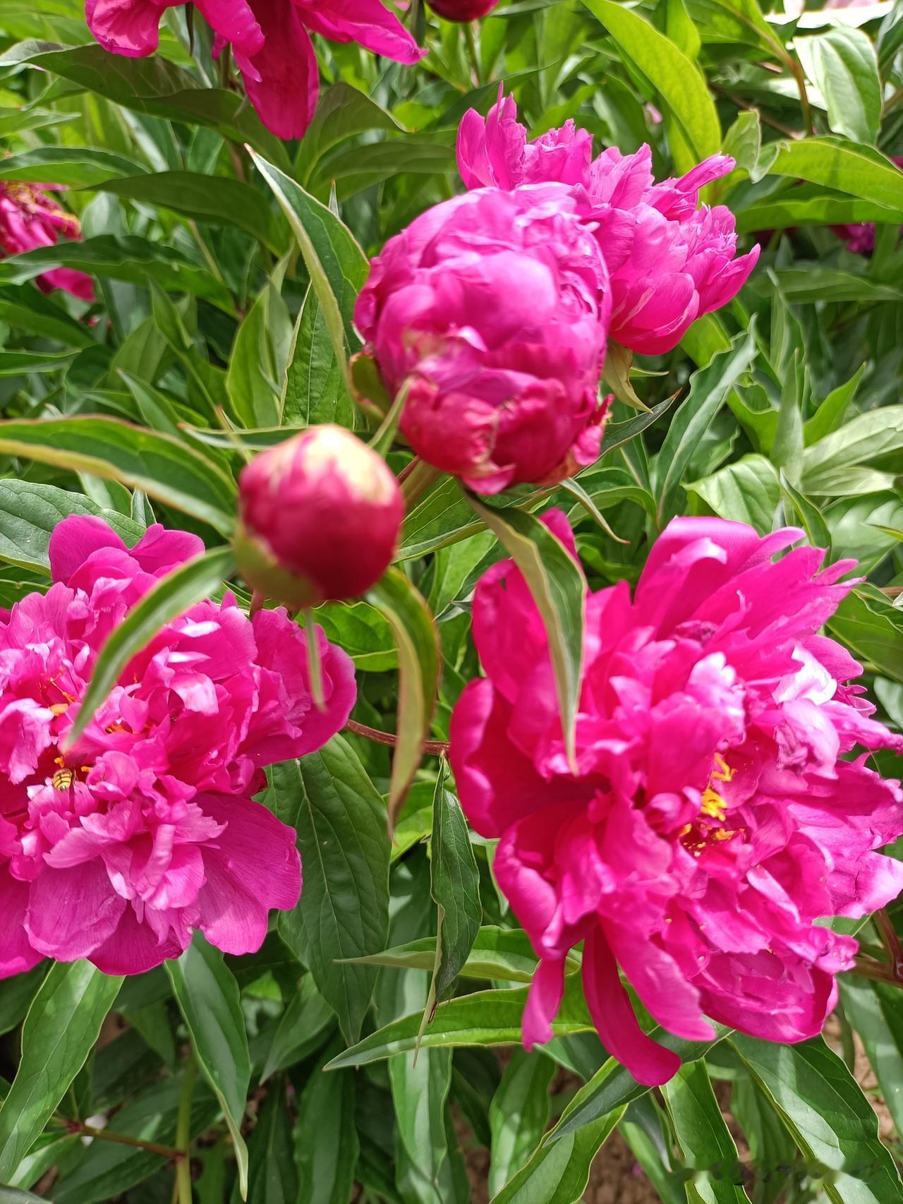 呼和浩特丝绸之路公园的芍药开花了，玫瑰色热烈馥郁，淡粉色温柔缱绻，白色清雅脱俗，