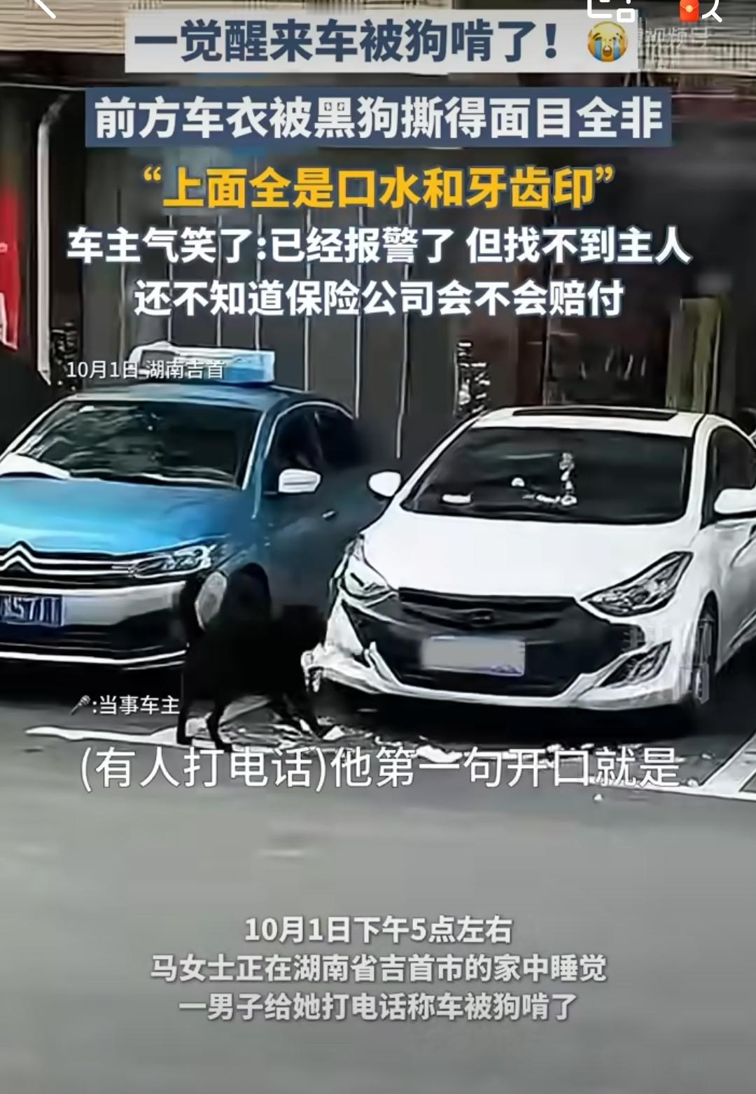 车被黑狗啃到面目全非看了下视频，这车主的车还不算被啃的严重的呢[doge]这里面