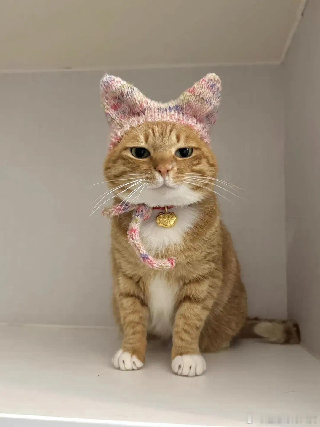 小猫：你看看这好看吗？😾宠物卖萌中心​​​