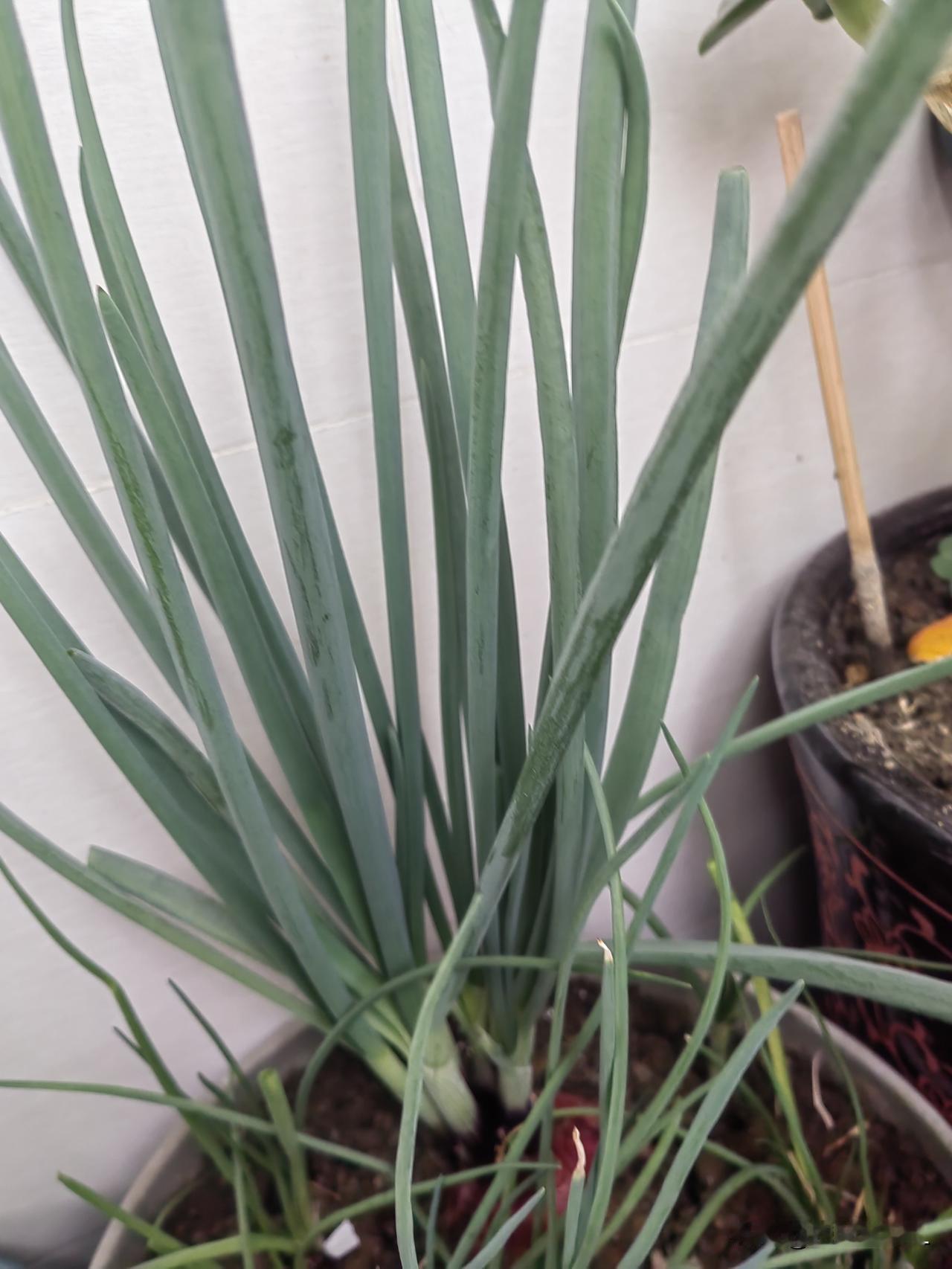 洋葱栽在花盆里，绿意盎然，生机勃勃，养眼又养心！