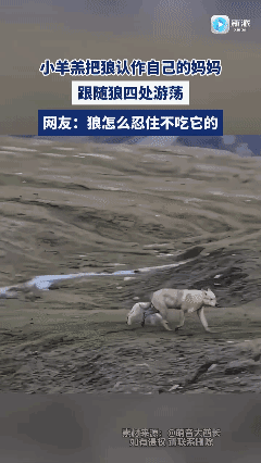小羊羔把狼认作自己的妈妈，跟随狼群四处游荡[哭哭]