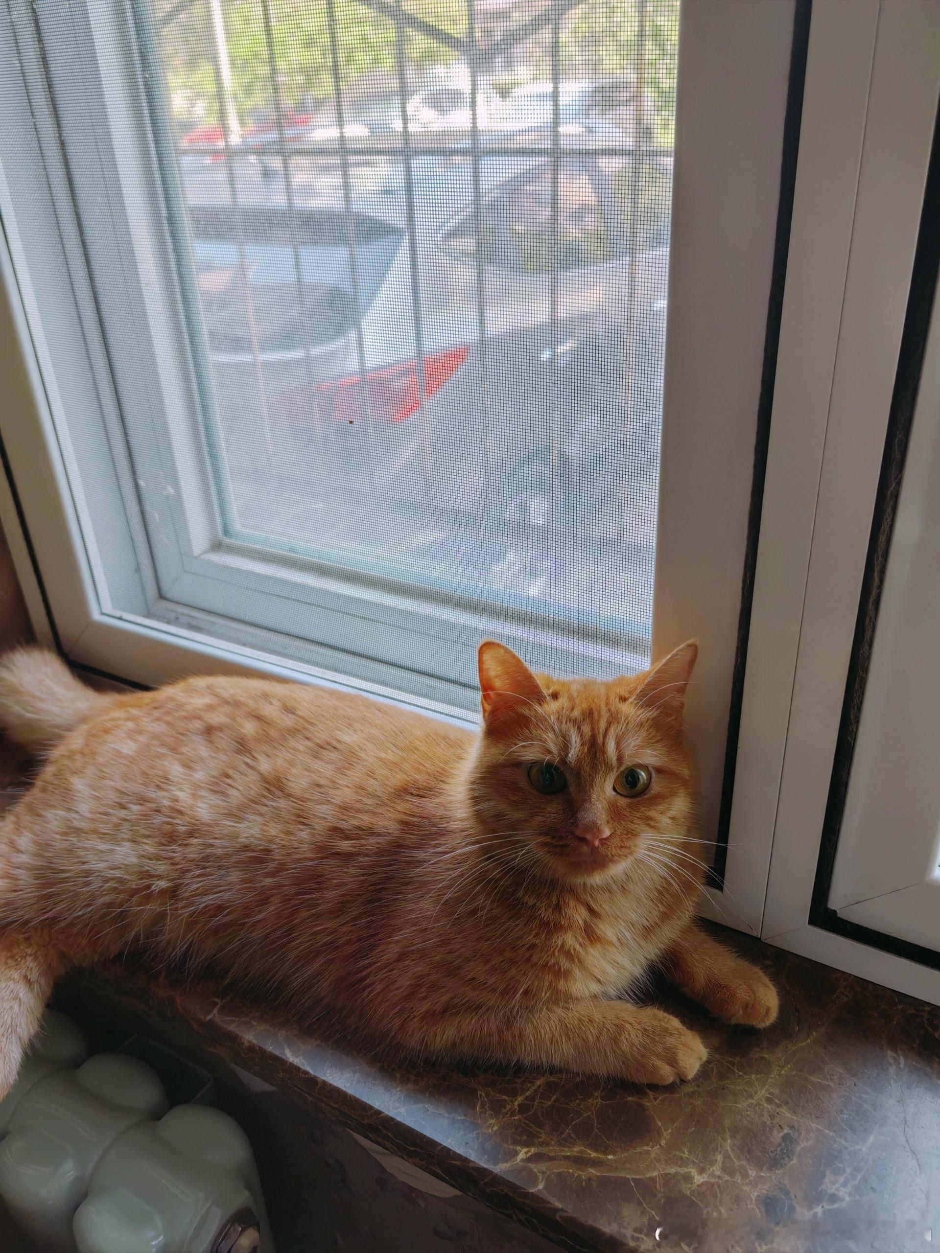 苹果喵喵照片看果果已初具橘猫规格，实际上它脸小小，身上也没那么圆看来即使是猫咪
