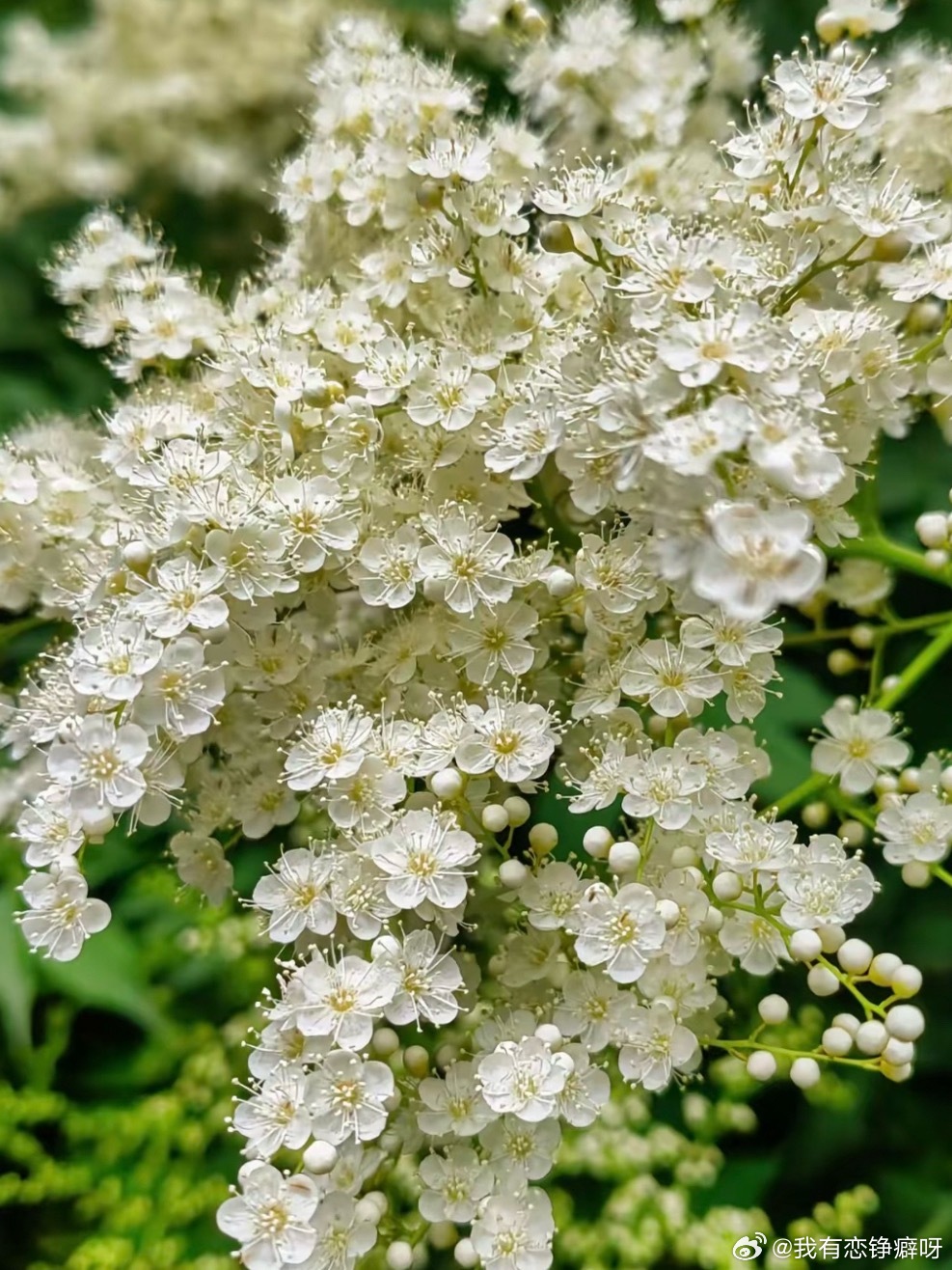 珍珠梅的栽培方法🌸1.栽培方式：园土+腐叶土，中性微碱土壤都适配；落叶灌木，