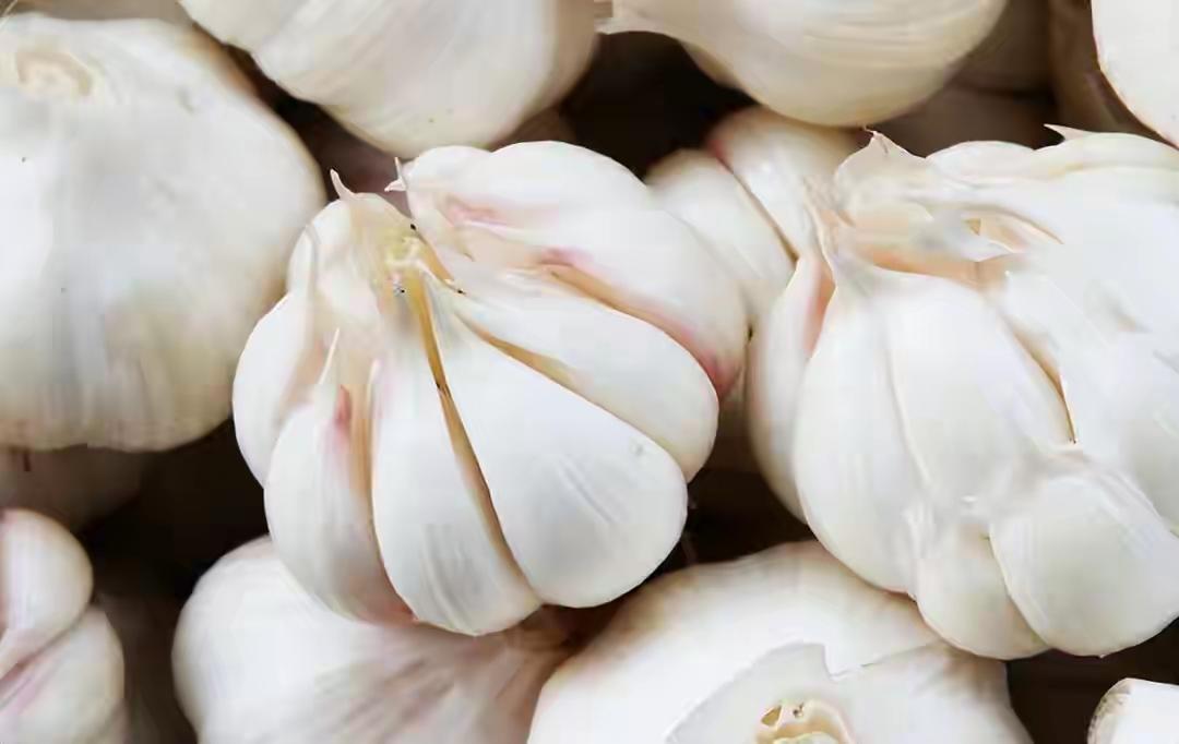 一颗大蒜=一支“天然青霉素”？别急着嫌弃它辣嘴，它正在偷偷替你挡子弹！01
