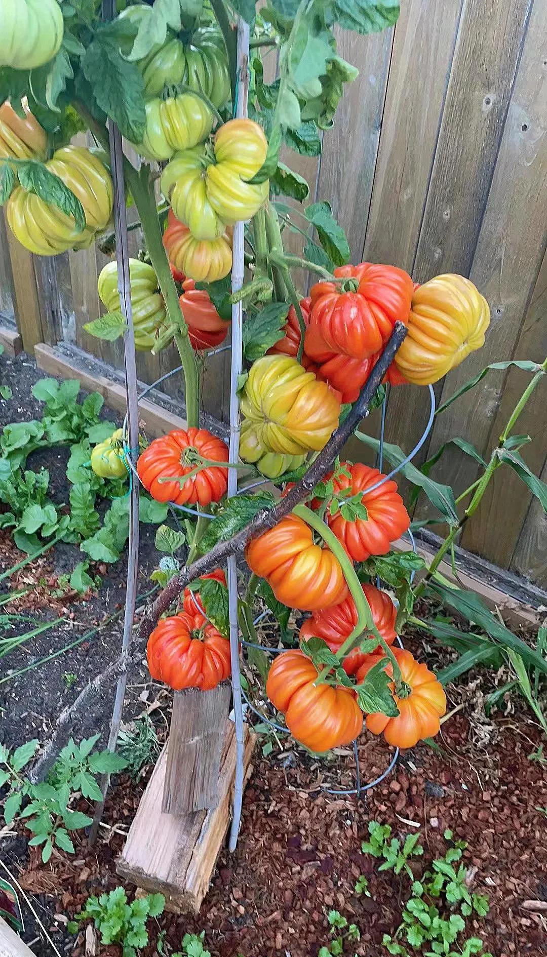 近日，广西南宁一网友精心种植的马蹄番茄迎来丰收，网友很开心，孩子看着漂亮的番茄就