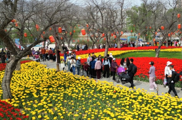 永靖: 郁金香花海引客来