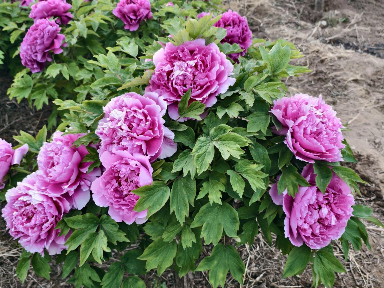 十二生肖盘点：看谁的福气最多？？1. 属鼠：琐事繁杂，需多费心​2. 属牛