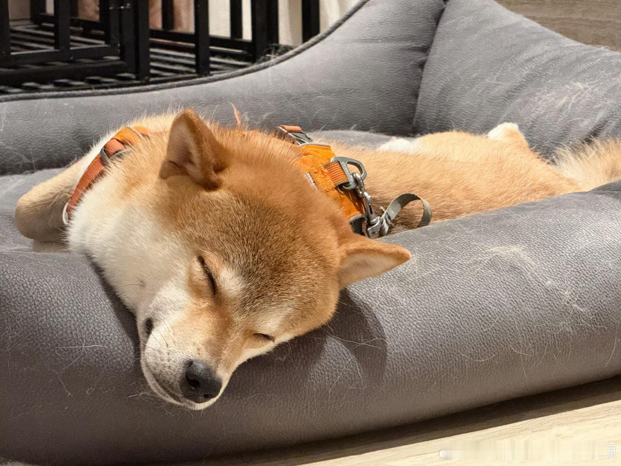 张真源呼安公开三周年发博呼安和自己的名字一样能睡zzy的小狗有在幸福地长大好有