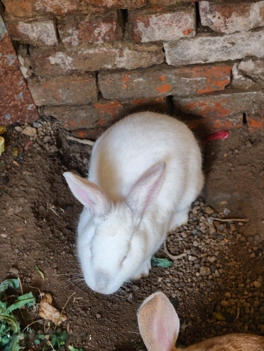 生活手记姥爷家养的一对兔子，很肥，姥爷说从小到大没有吃过一根草，全是饲料。
