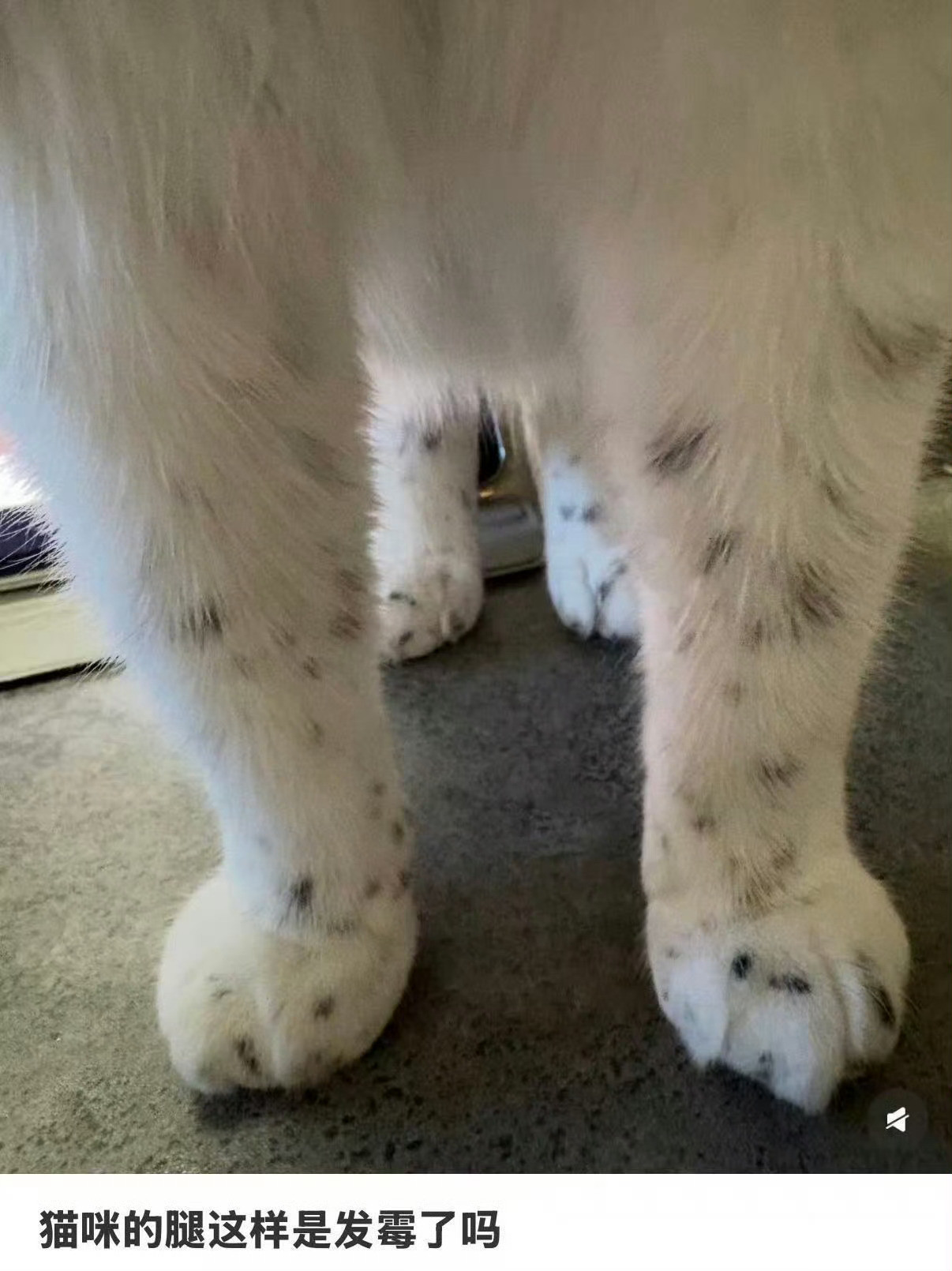 刘丁硕说别提现役运动员猫咪的腿这样是发霉了吗​​​