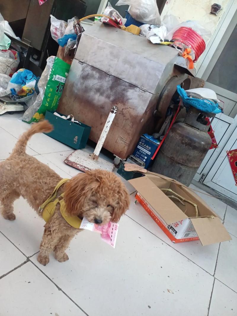 成精了！狗狗叼百元大钞上门，找邻居换火腿，监控拍下全过程一网友在家清点现金时