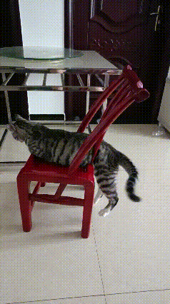 真的被这只钻牛角尖的狸花猫笑死！在小猫的记忆里，这把小红椅就是随便穿梭的通