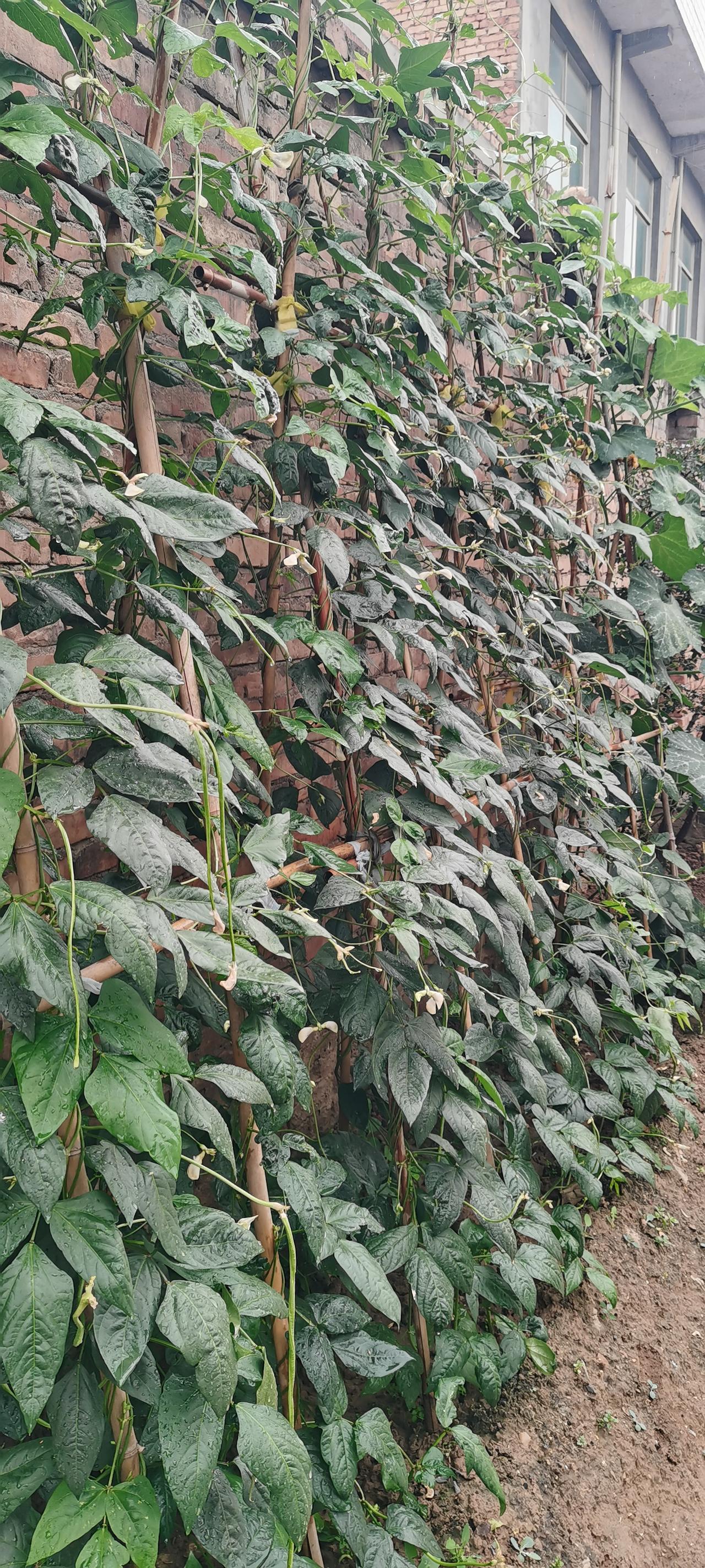 好雨知时节，苞谷正当时。这场雨浇透了苞谷地，也淋湿了农家的小菜园。