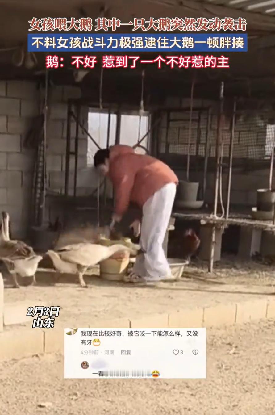 村霸这次也栽了！山东，一大学生放假回家，帮家里喂大鹅时，一只大鹅突然对女生发动袭