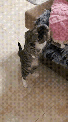 我家的狸花猫看我拖地很好奇，一直跟着拖把转。我故意把拖把往它脚底下推，它吓得把身