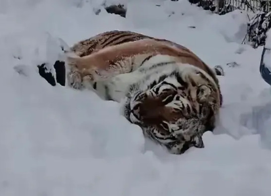 东北虎在零下40℃雪原打盹的玄机终于被破译！科学家发现这「雪山之王」每分钟心跳仅