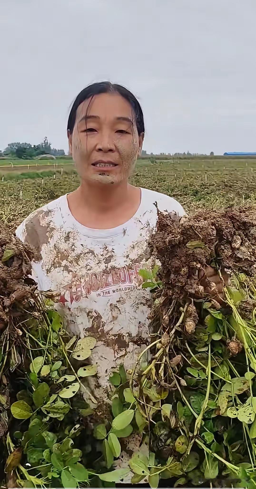 今年河南的连绵秋雨教育了无数网友。​有的网友看了河南农民在雨水里收获花生、玉米