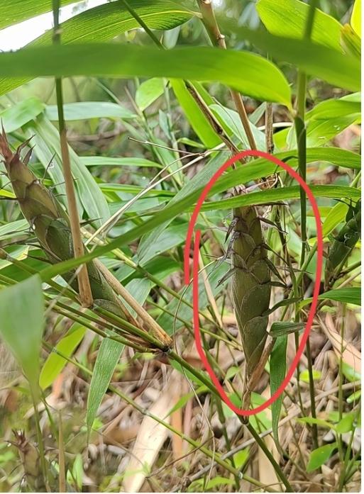 谁懂啊！一直以为竹笋都是从地里冒出来的，今天居然在竹枝上看到了长出来的笋！跟我们