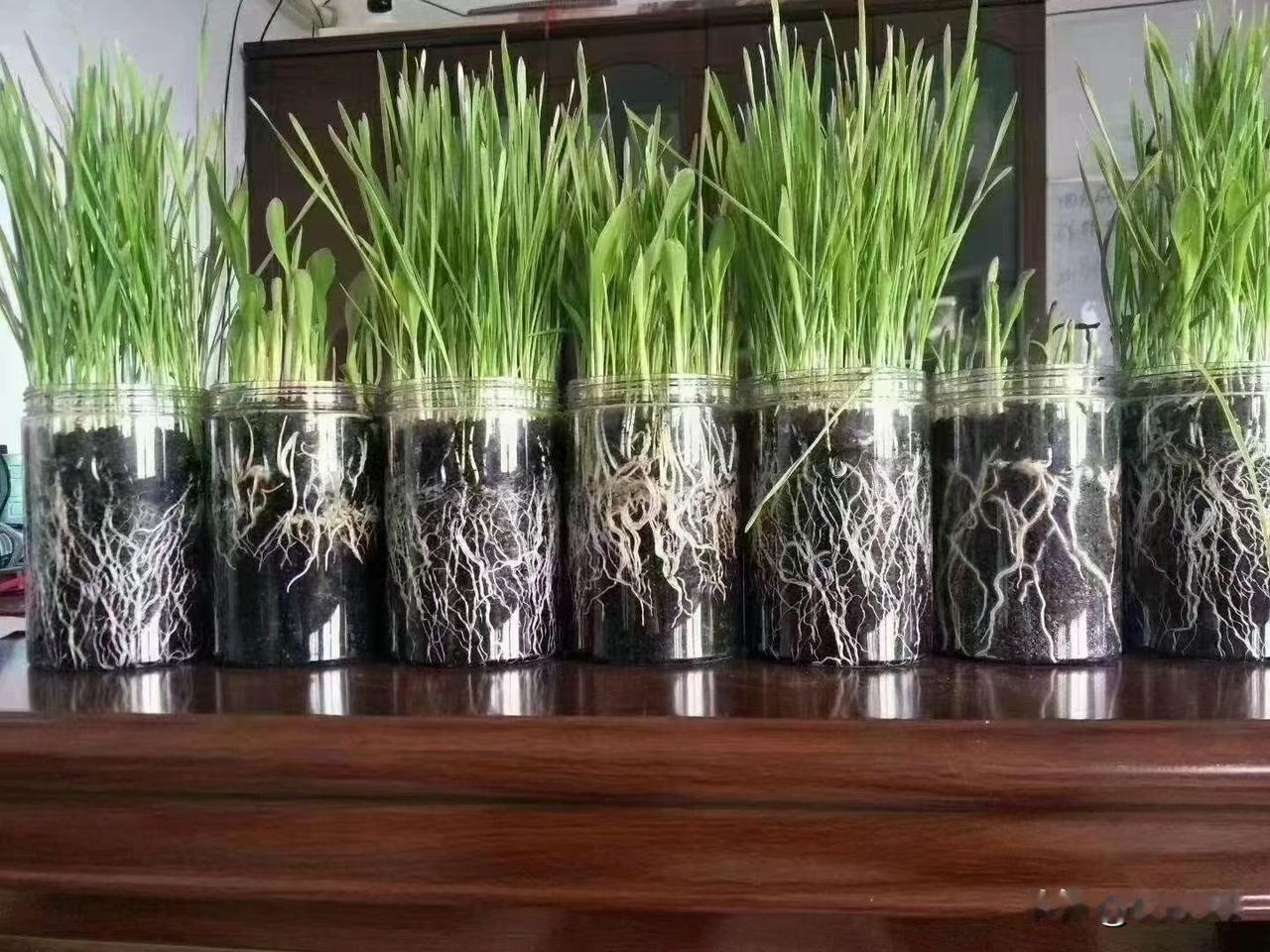 这年头我们种地的都有一个共同心愿是亩入上万：答案很简单：种白日梦！不用耕地