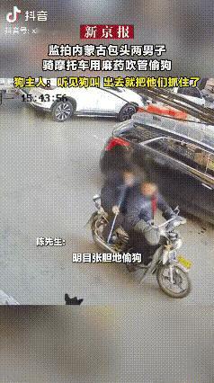 “太有灵性了！”内蒙古包头，两个偷狗的人向小黑狗射了一针麻药，小黑狗立刻掉头跑进