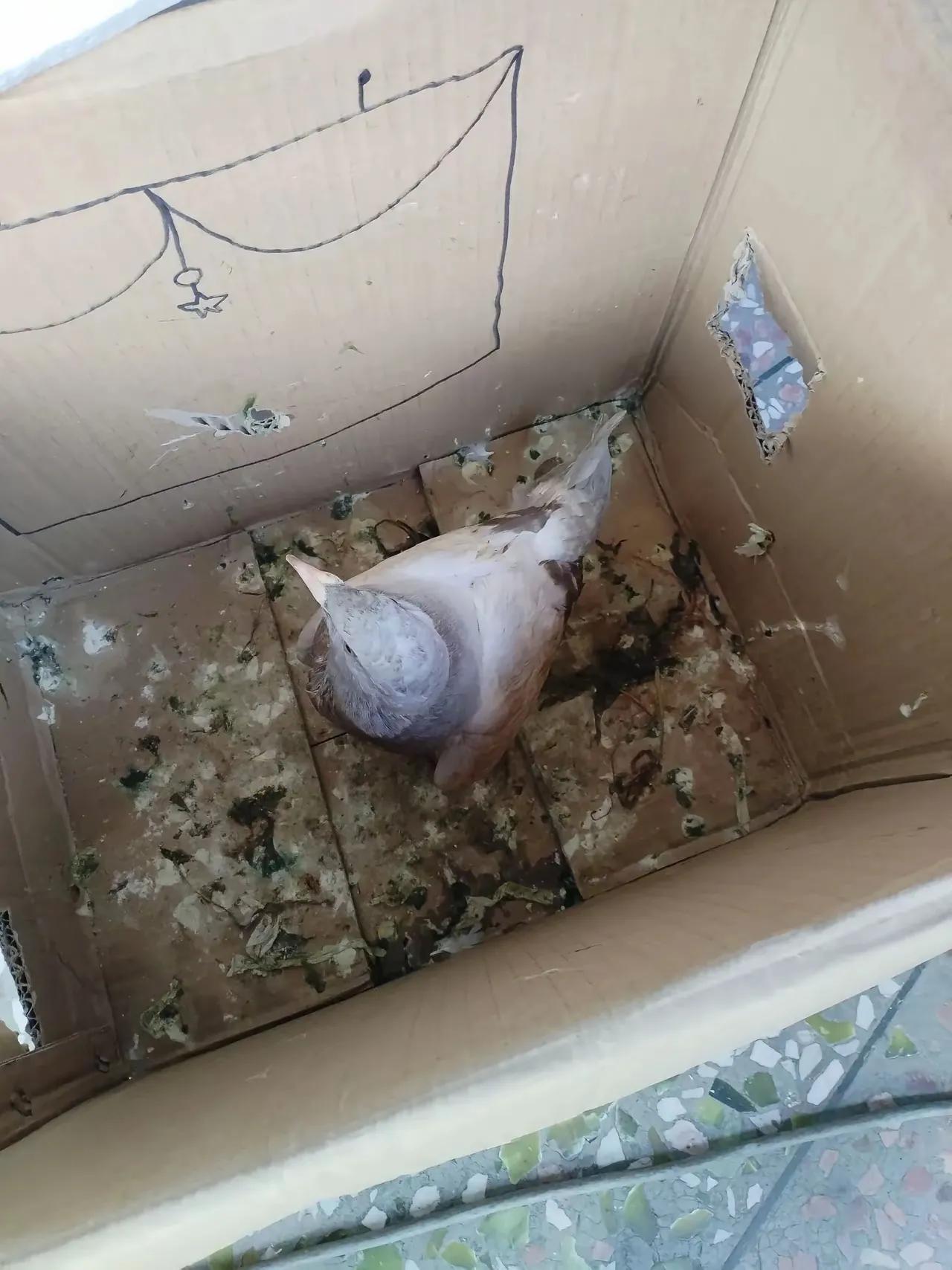 想养小动物，看着小动物萌萌可爱，然而，这小动物在家一天，纸壳箱里全是粪便，养小动
