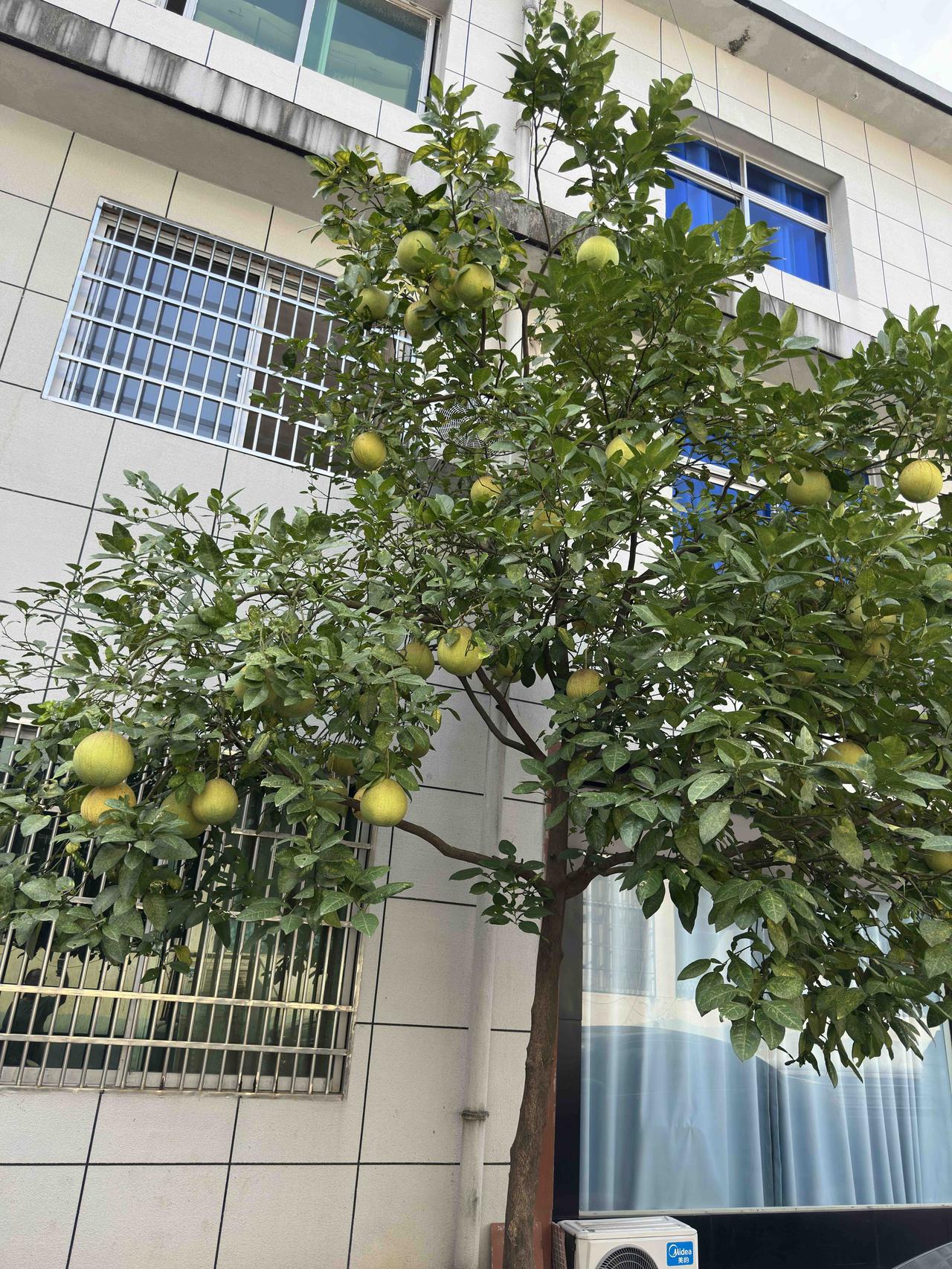 师范时期的四个老同学很难得地相聚一堂，把盏言欢。老胡瘦了许多，因为前不久的一