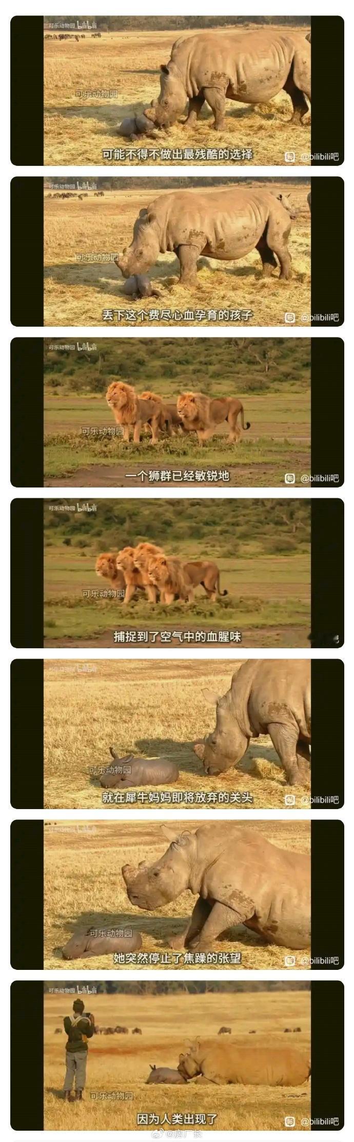 你以为的野生动物：我管你这那的，你看我咬不咬你就完事了实际上的野生动物：666