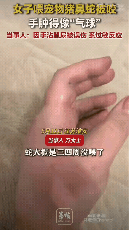 江苏一位女孩饲养另类宠物猪鼻蛇！居然狠心连着三四周都不给喂食！想想都让人觉得离谱