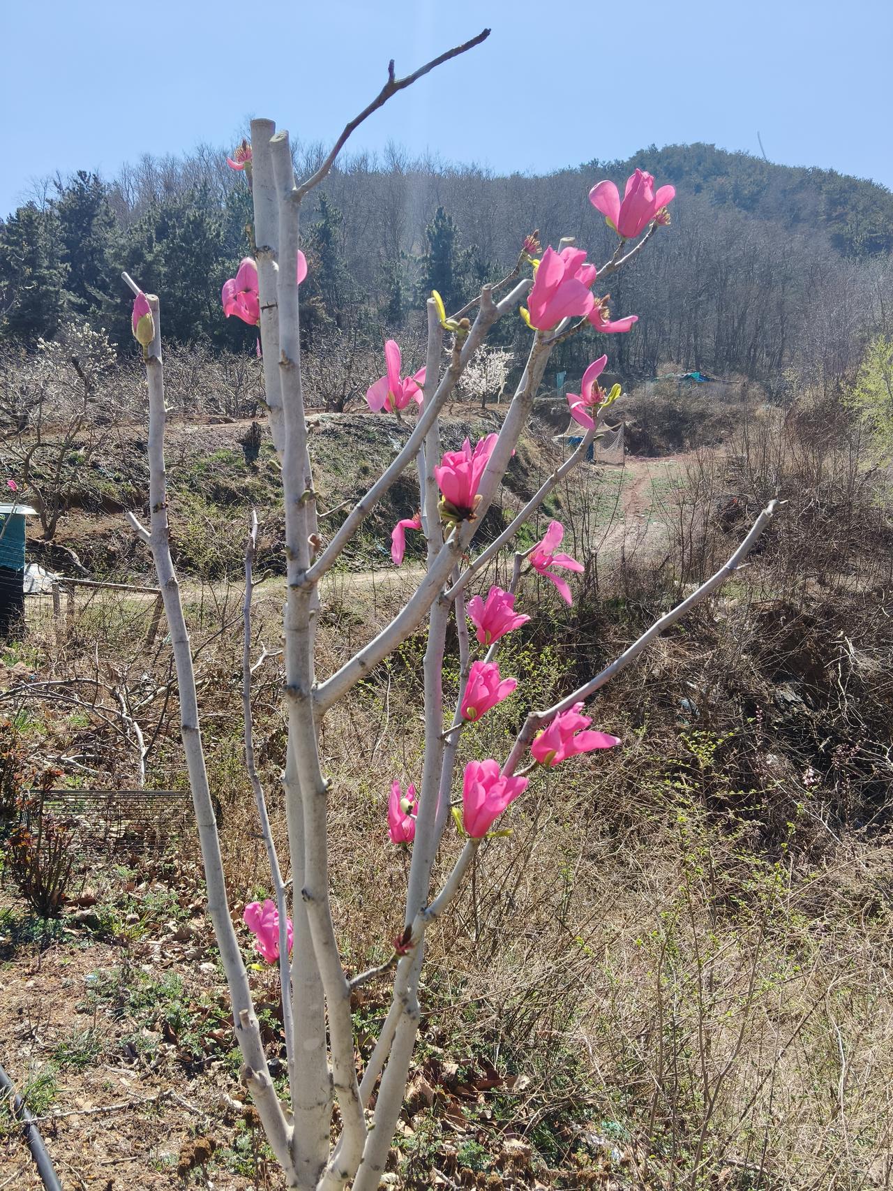 堂舅为什么不肯登记结婚？我堂舅今年已经六十四岁了，当初年轻的时候，也是一个