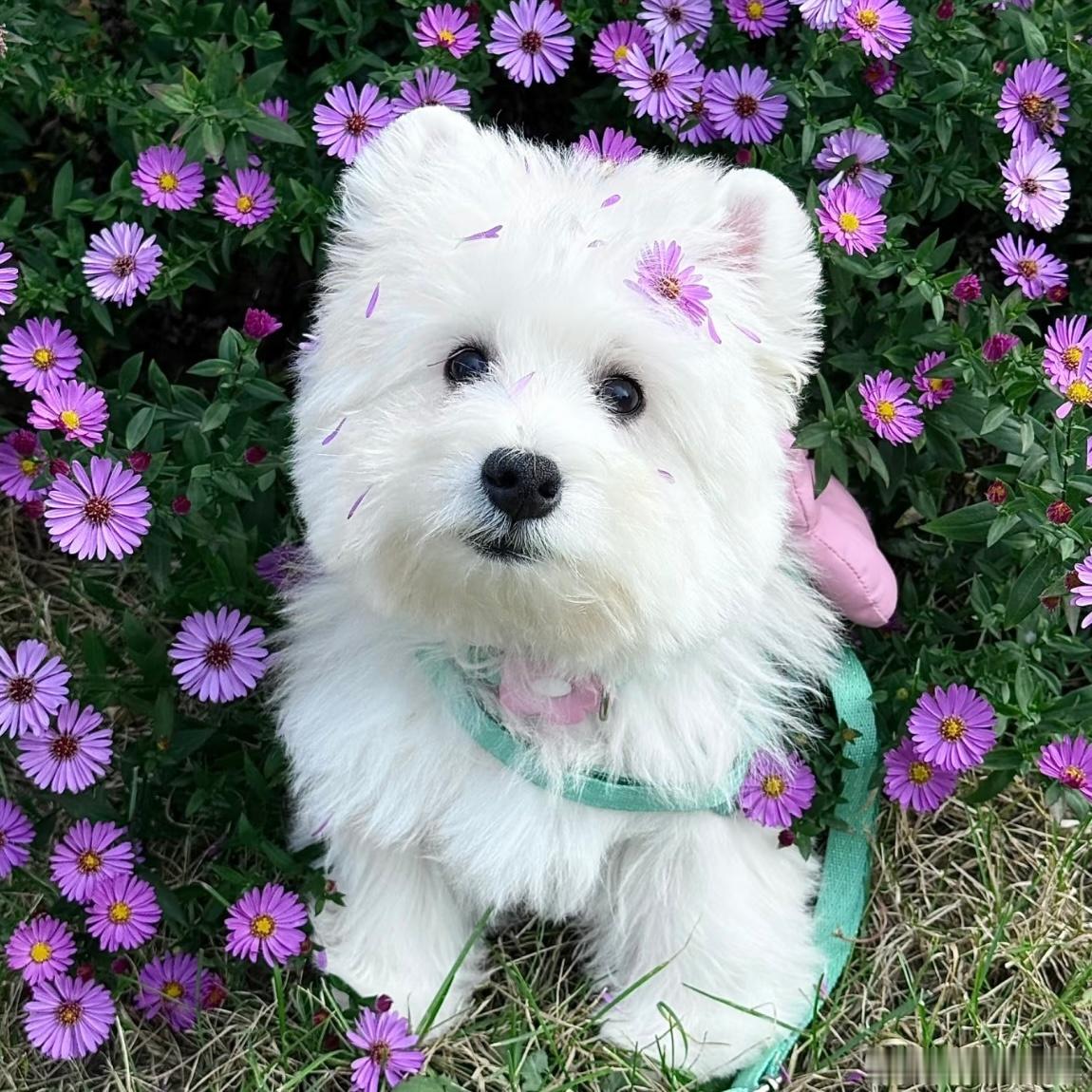 小狗和花
