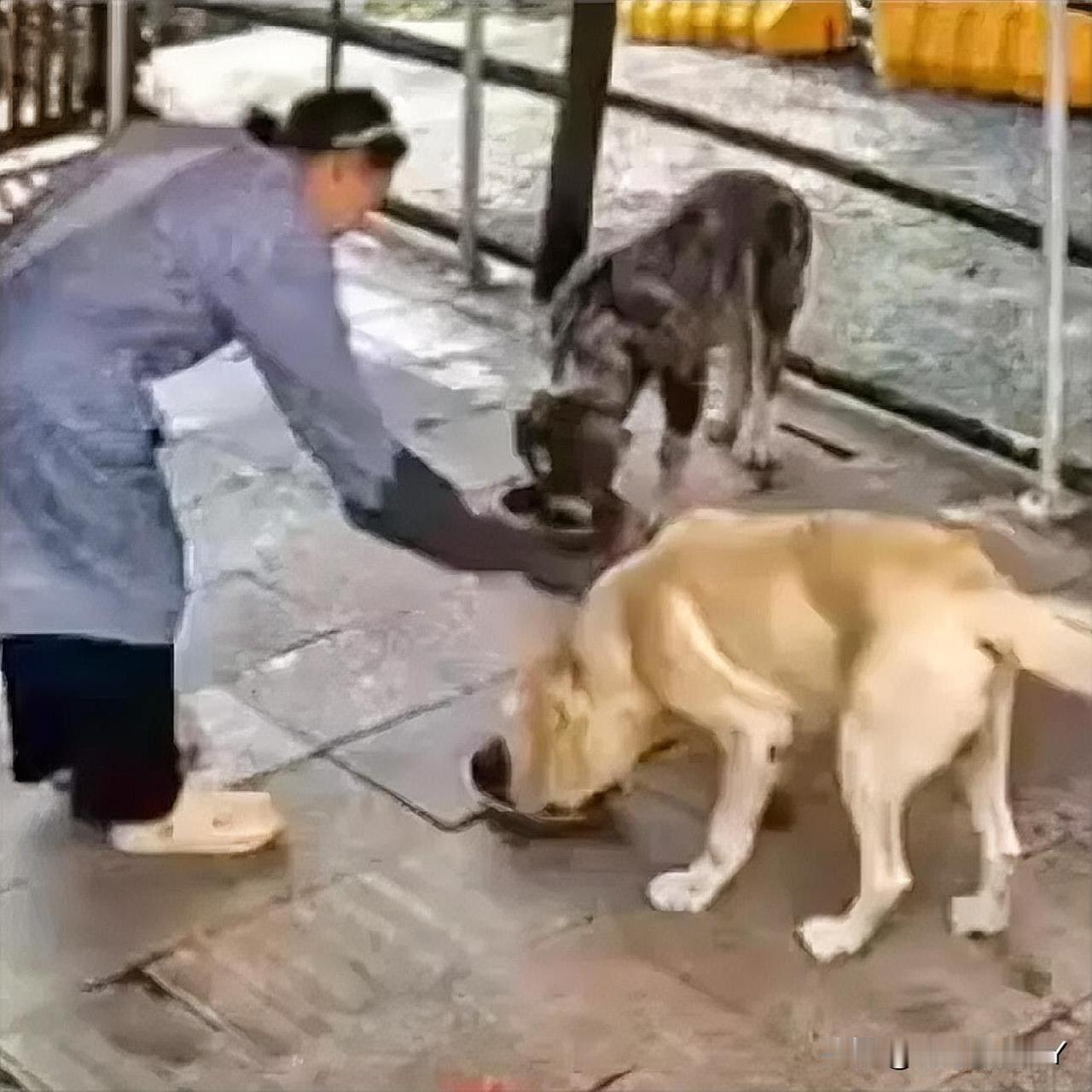 狗舍惊现惊险一幕：杜宾护主超霸气，这“忠犬”谁看了能不感动！9月11日，某狗