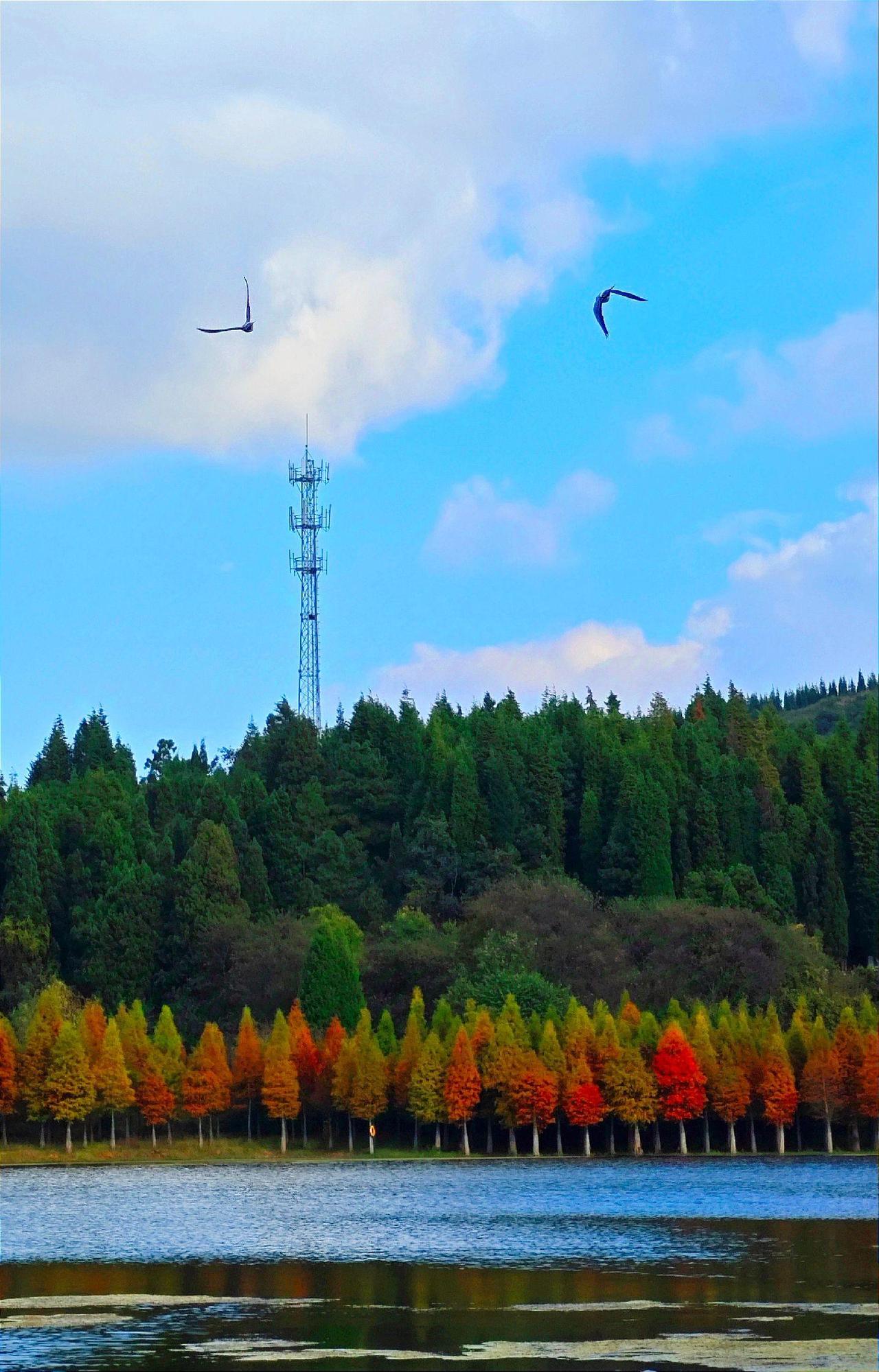 南京的秋天着实很美，其实南京的每个季节都美轮美奂，毕竟南京本就美得独具韵味。我想