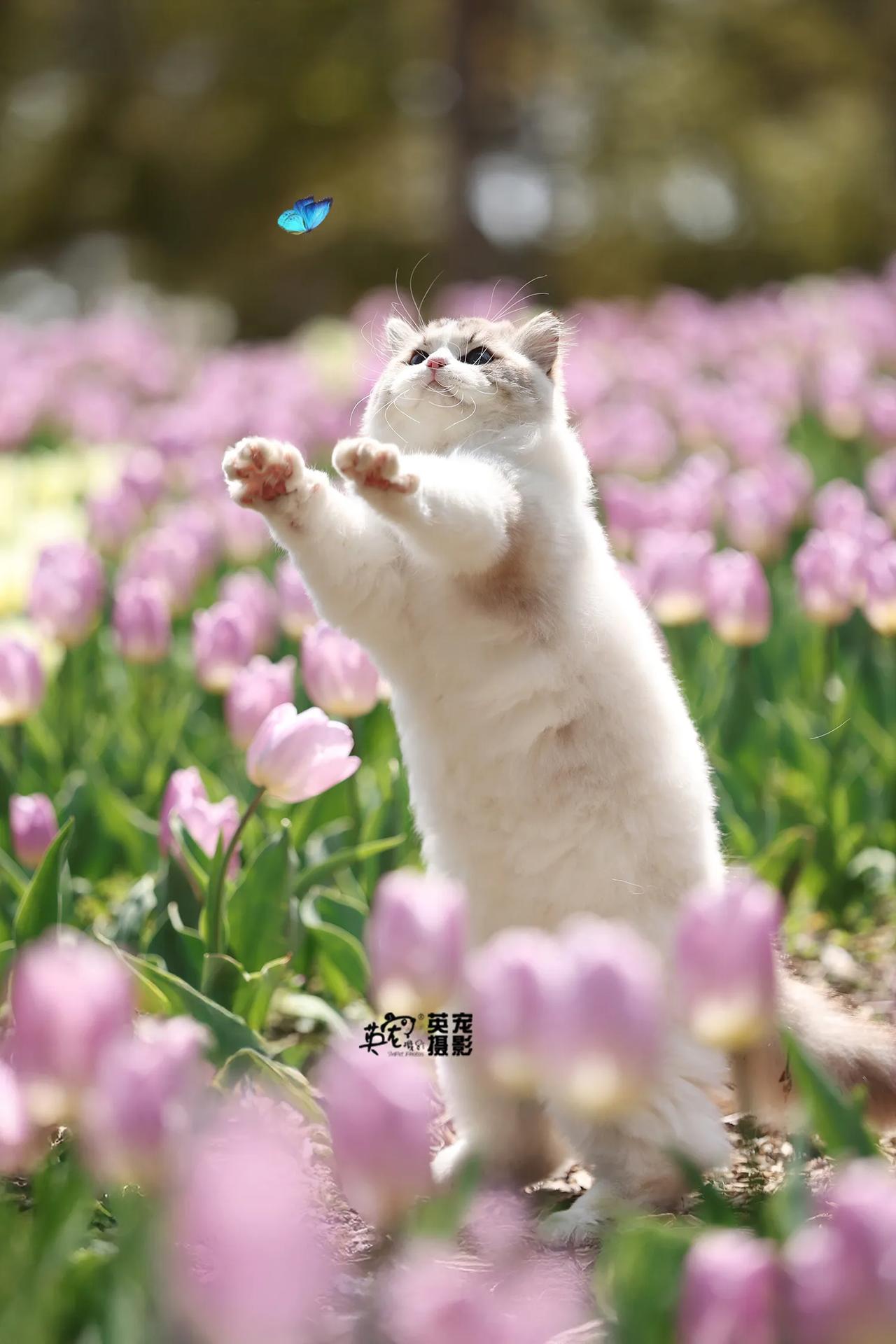 咪没时间欣赏美景咪想抓个蝴蝶回家给妈妈🥰【上海拍摄】