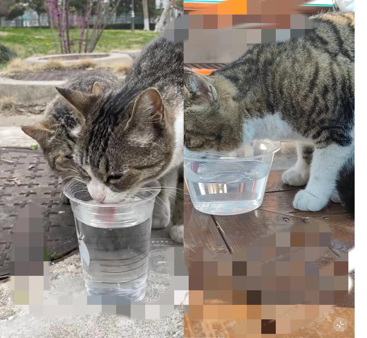 家人们，你们喂流浪猫的时候，会记得给它们准备干净的水吗？我之前