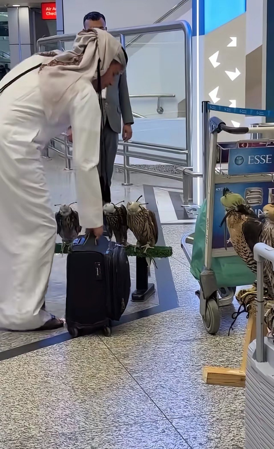 谁懂啊？在迪拜机场撞见的这幕太震撼了——俩土豪带着10只海东青，一只就值500万