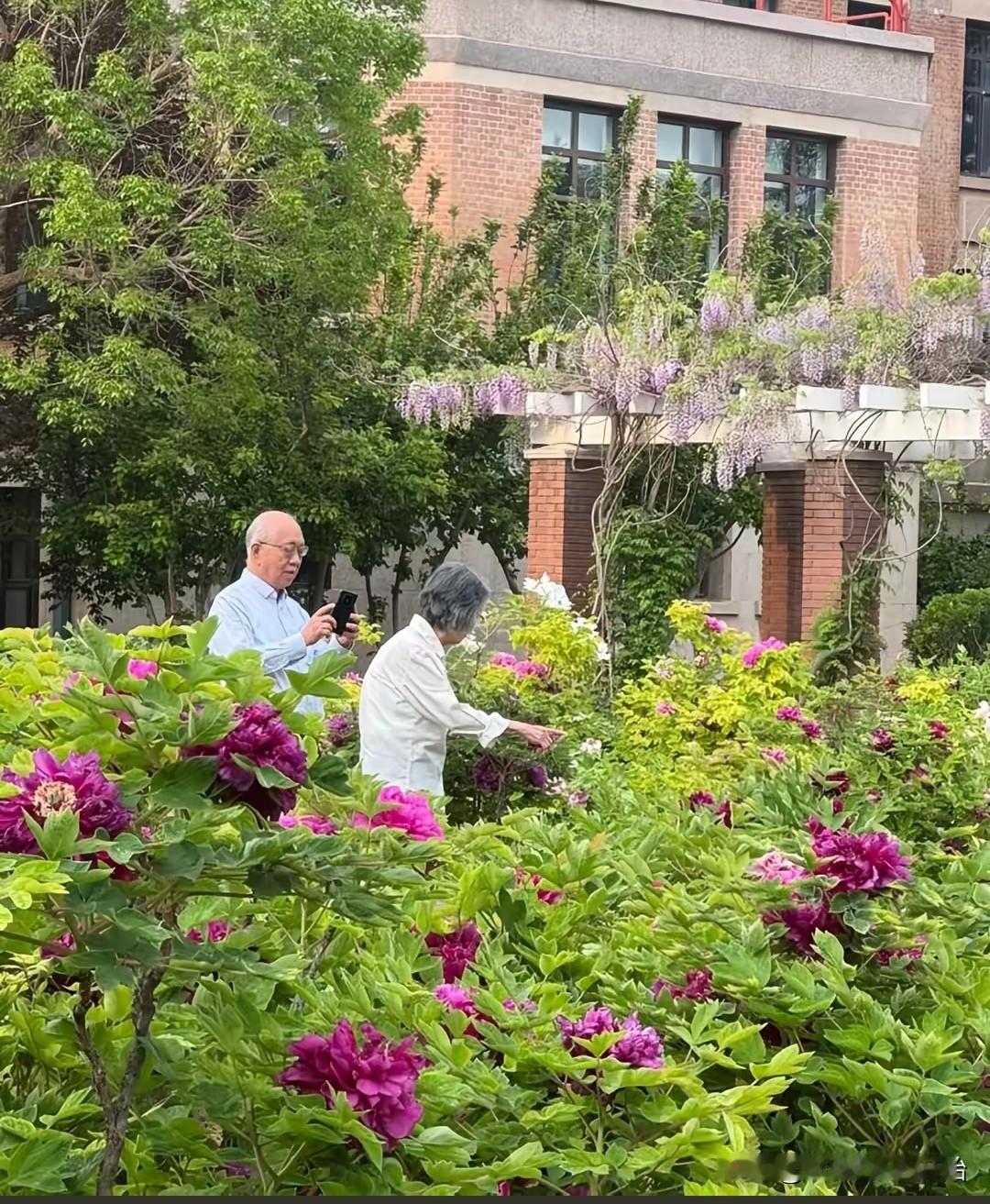 丘成桐和妻子郭友云太浪漫了。在清华大学牡丹园内，两人携手步入花丛中，赏花、赞