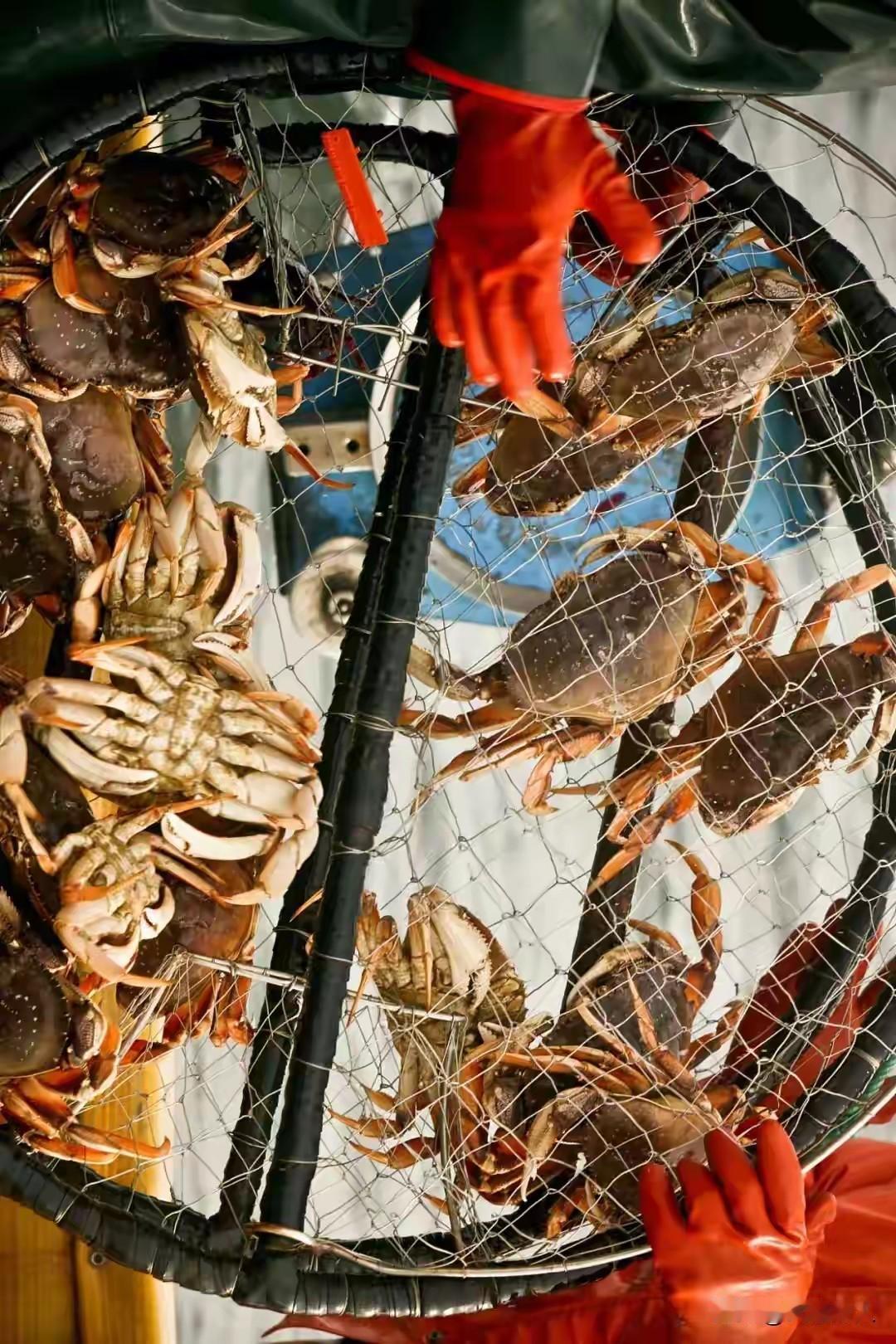 浙江最小的城市，凭什么掌握了全中国的梭子蟹自由？每年8月，当东海伏季休渔的