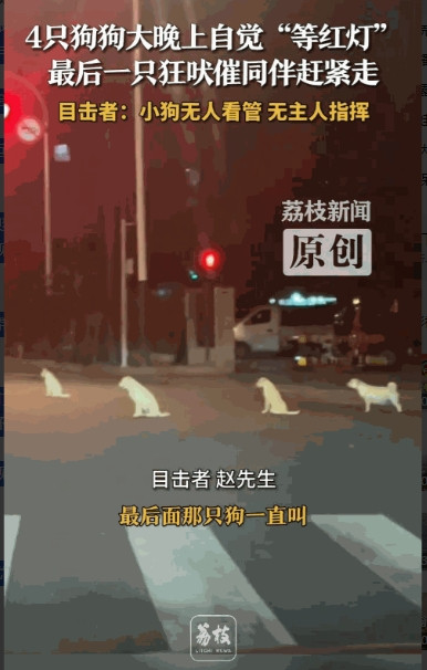 “真成精了！”8月13日，江苏无锡，一男子晚上开车时，发现路口有3只狗坐在地上一