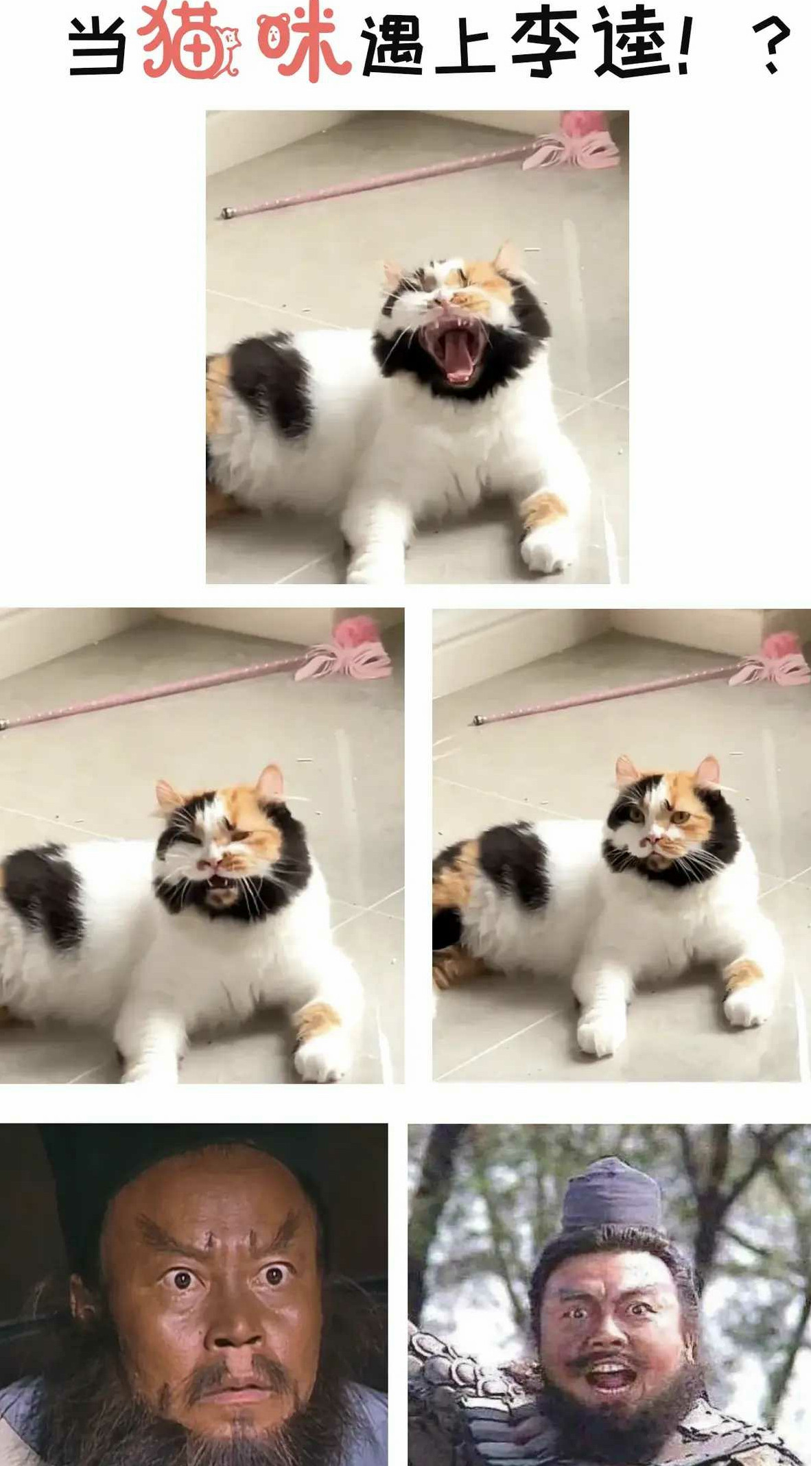 李逵投胎来的猫