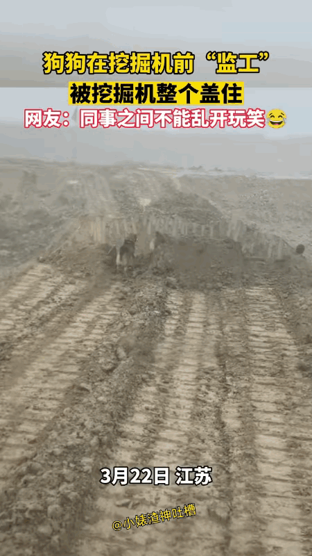 汪星人：你这个是认真的吗？当心我咬你啊。