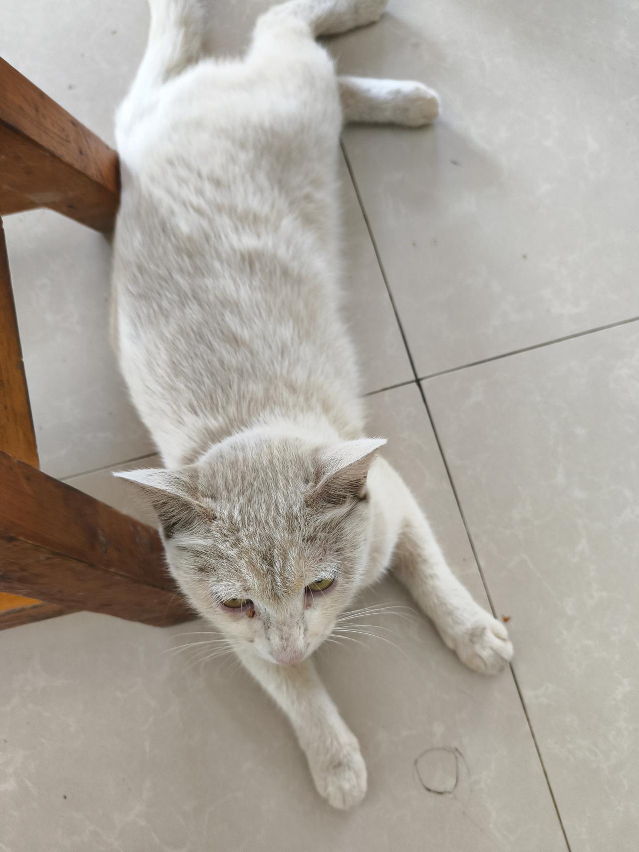 员工餐厅有可爱的小猫咪