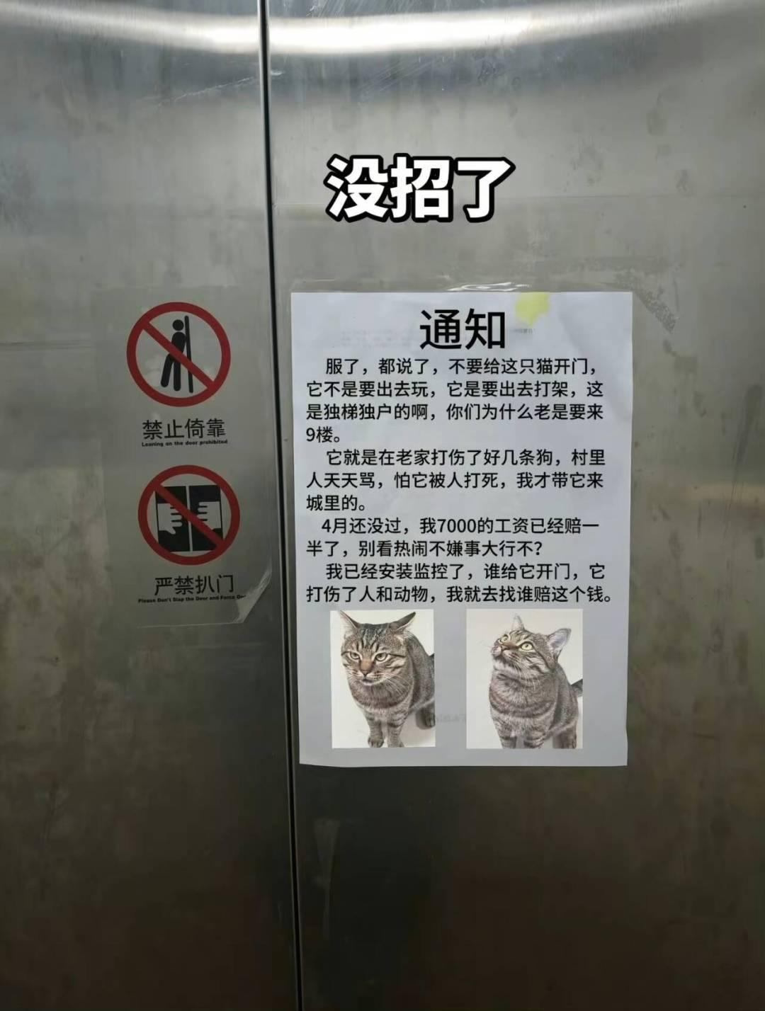 同时拥有智慧和力量的哈基米不多见了