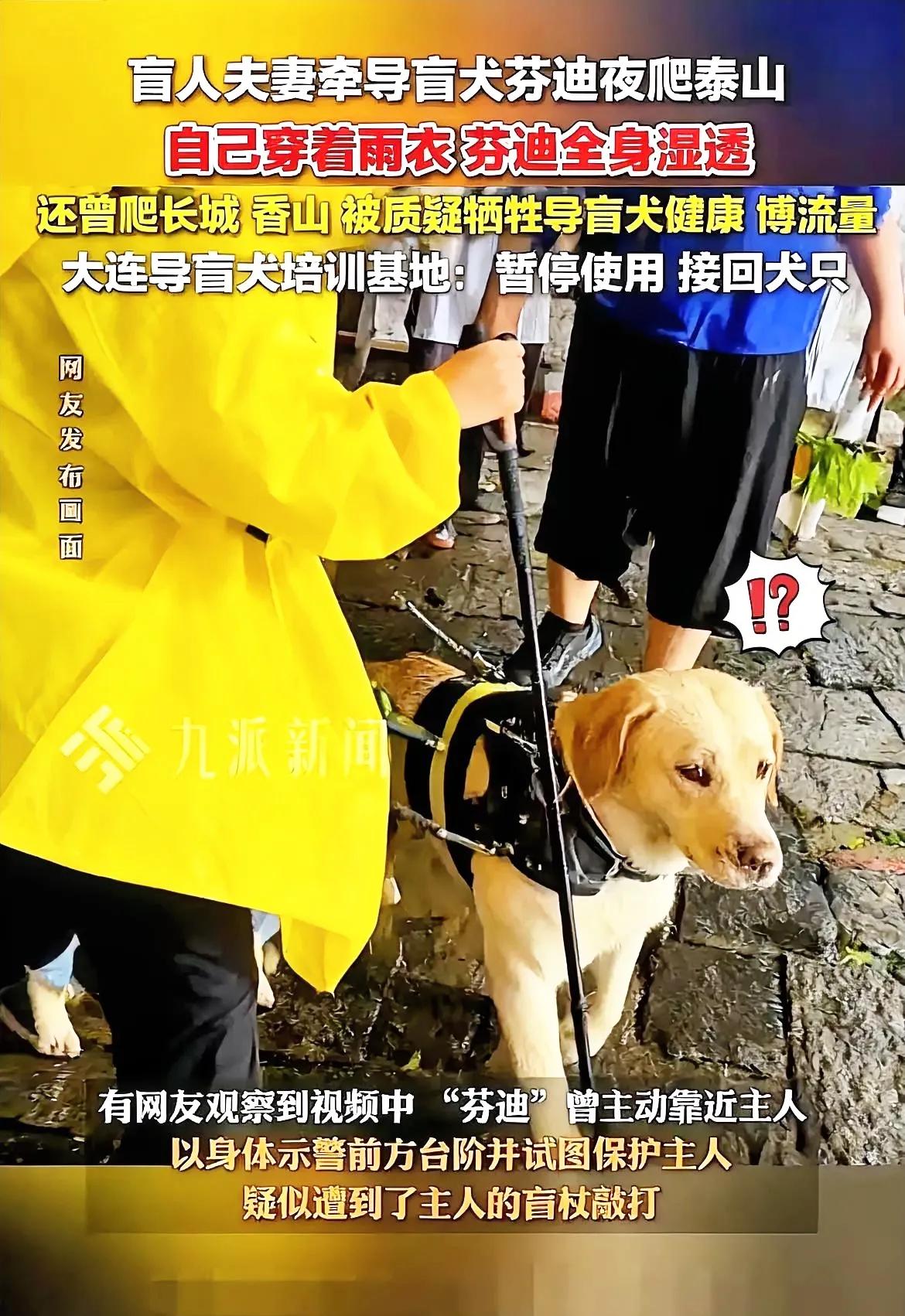 八年好口碑毁于一旦！盲人夫妻带导盲犬爬泰山，狗狗累瘫竟不给水喝？一对来自北